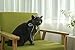 Lovelyshop Pet Series Classic Petal Rhinestone Dog/Cat Tiara Crown for Costume Mini Dog Hair Accessories