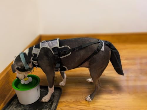 Image of Tail Guard & Harness Set - Veterinary Dog Tail Protector & Injury Wrap, Size XXL