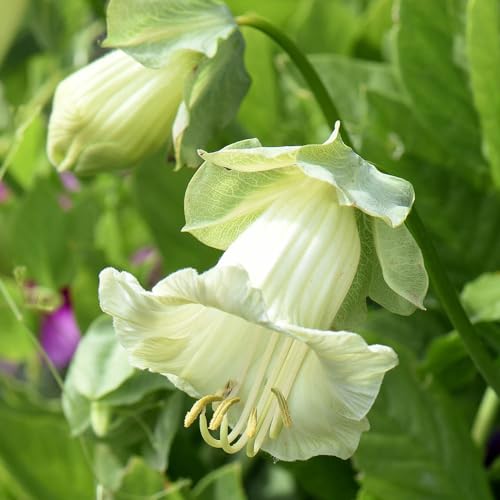 100+Perennial Mixed Cobaea Cup & Saucer Vine Flower Seed for Planting Outdoors Non-GMO Heirloom