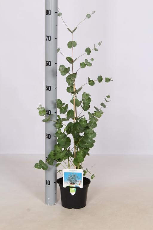 Eucalyptus gunnii 15cm Pot Size