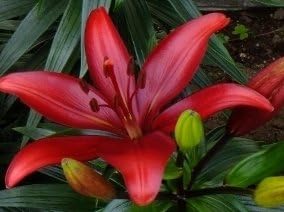 (2) Prunotto Asiatic Lily, Red Flowers , Beautiful Flower Bulbs, Spectacular Flowering PerennialPlant, Flower