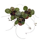 Harmony Foliage Strawberry Begonia 2 inch Set of 3 Creeping Saxifraga stolonifera