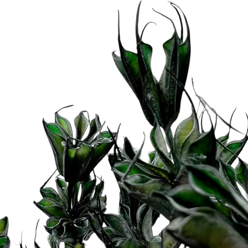 Bundle de 4 Flores Octágono Secas Verde Oscuro miniatura 4