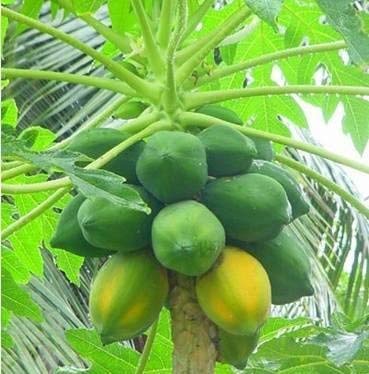 Golden Hills Farm® (AVG 50-300) seeds Papaya Seeds Home & Garden Sweet Delicious Fruit (B0852R7J86) Amazon Price History, Amazon Price Tracker