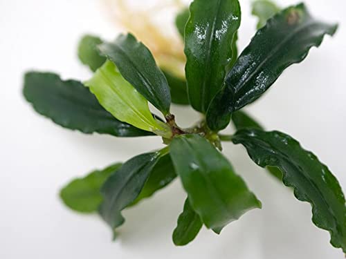 Maalavya Live Aquarium Aquatic Plant (Bucephalandra Biblis Sky Blue) Live Plant With Pot (B09R4QX6XB) Amazon Price History, Amazon Price Tracker