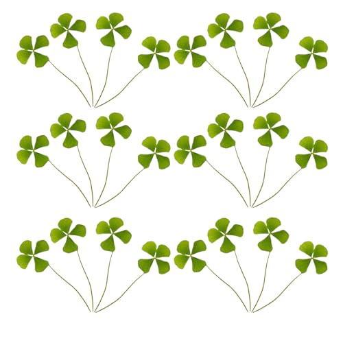 ERINGOGO Accesorios para Manualidades 24 Tréboles de Cuatro Hojas Prensados Secos, Flores Verdes para Hacer Jabón y Decoración Artesanal, Tamaño 15-20 MM
