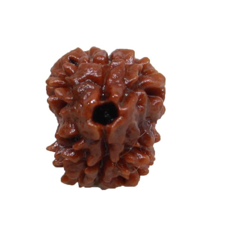 Rudraksha 2 Mukhi naturel du Népal certifié IGL Aport Home