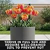 Rainbow Parrot Tulip Bulbs for Planting (10 Bulbs) - Huge Bulbs for Colorful Flowers - Grow Cheeful Rainbow Tulips - Fringed Multicolor Spring Flowers, Tall Statement Garden #3