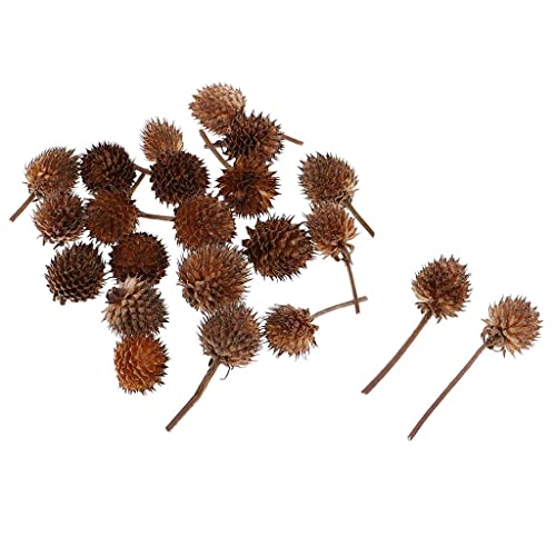 100 piezas flores secas naturales Gomphrena Globosa miniatura 7