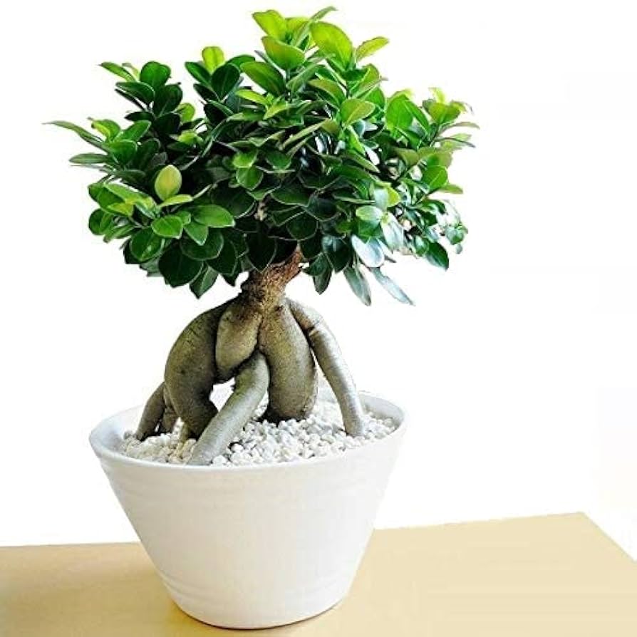 Amazon｜LAND PLANTS 観葉植物【樹形を選べる】 選べる 超幹太