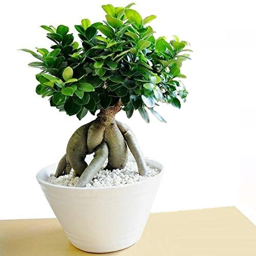 同梱発送　⭐︎はるん⭐︎　幹太ガジュマル　天然苔　盆栽仕立て　陶器鉢　植え込み 同梱発送 ⭐︎はるん⭐︎ 幹太ガジュマル 天然苔 盆栽仕立て 陶器鉢