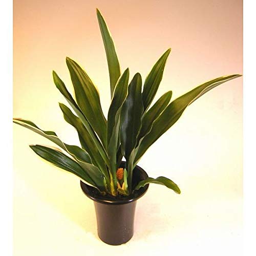 Amazon｜万年青 都の城（生産数が少ない為、別品種になる可能性が