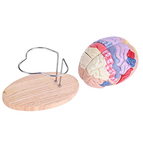 Aviviva Modello anatomico di Cervello Cervello