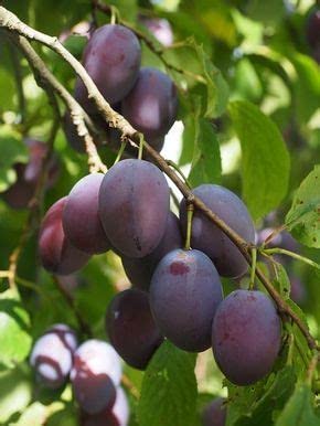 Mphmi Hybrid" ALOO BUKHARA" Plum Tropical Fruit Plant Live - 1 Healthy Layering Live Plant (B096WBN1VJ) Amazon Price History, Amazon Price Tracker