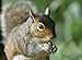 Audubon Park Critter Crunch Backyard Wildlife Food, Bird and Squirrel Food for Outside Feeder, 5-Pound Bag