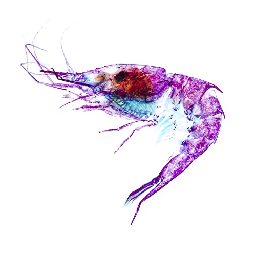 Image of DIY Transparent Specimen Kit, Shrimp