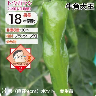 Amazon.co.jp: 辛とうがらし 牛角大王 9cmポット苗 トウガラシ : DIY