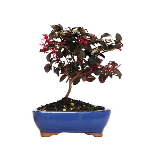 KENTIS - Bonsai Loropetalum Chinense - Loropetalo - Piante Vere Fiorite da Esterno Giardino Balcone Terrazzo - H 35-40 cm Vaso in Ceramica 21 cm