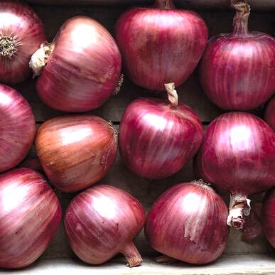 Miniatura 4 de Cebolla italiana grande Ramata di Milano Rossa Alrededor de 300 semillas