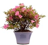 Bonsai-Shopping