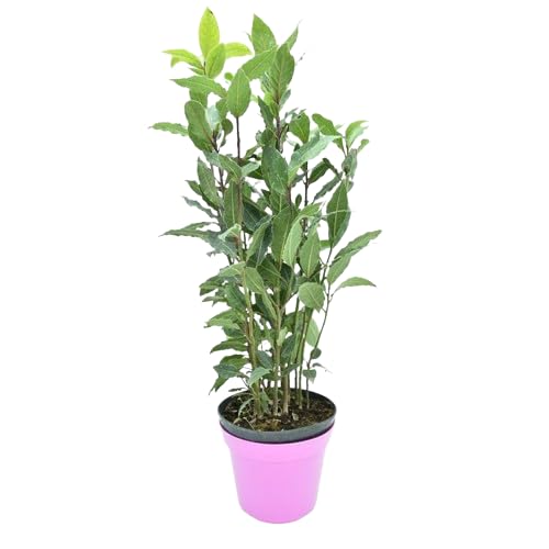 Laurel 100cm de Altura Planta Natural para Jardines Mediterráneos
