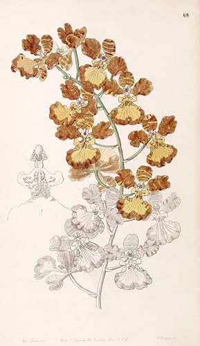 Cuadro Oncidium Gardneri de famoso artista para el salón o dormitorio