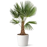Palme Winterhart Für Außen - TRACHYCARPUS 140cm Palmen Winterhart Draußen / -18°C Palmen für...