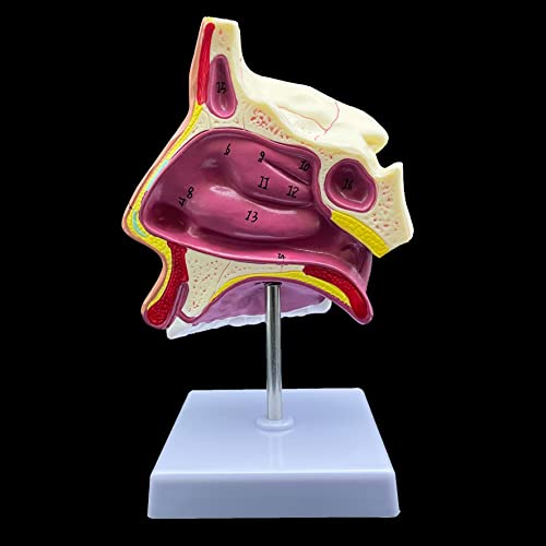 Human Nasal Cavity Model, Anatomically Accurate Nose Model Life Size Human Nose Anatomy for Science Classroom Study Display Teaching Medical Model