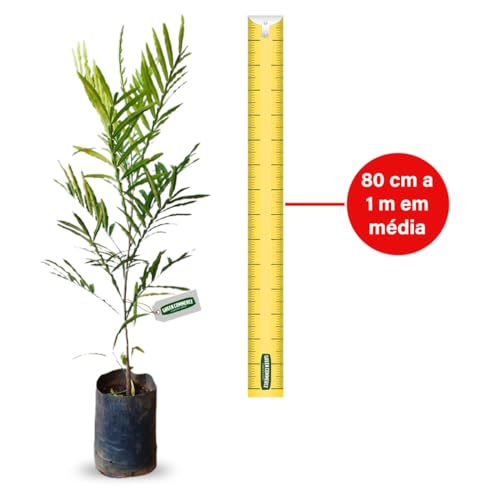 Muda de Árvore Samambaia Ideal Para Jardim