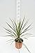 Cordyline australis Torbay Dazzler - Casseruola Ø 26 cm, 60-80 cm