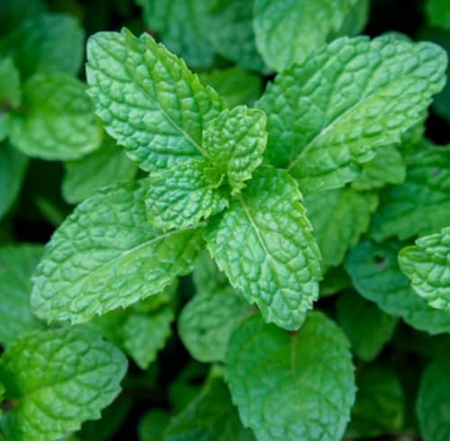 Aceite Esencial de Menta, Orgánico, Puro, 5 mL miniatura 2