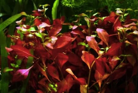 Maalavya Live Aquarium Aquatic Plant Ludwigia Palustris -Hi Red Live Plant With Pot (8 to 10 Stems) (Pack Of 1)