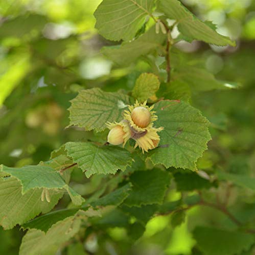 Riesenhaselnuß Hallesche Riesennuß 60-80cm - Corylus avellana - lebende Gartenpflanze aus den Baumschulen