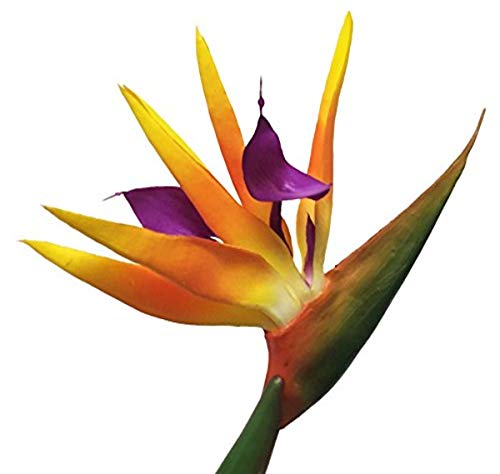 AMERIQUE Gorgeous Pack of Three (3) Large 43' Real Touch Bird of Paradise Artificial Silk Flower Sprays, Feel Real Tech, Large Permanent Flower, Super Quality, 3 Pieces