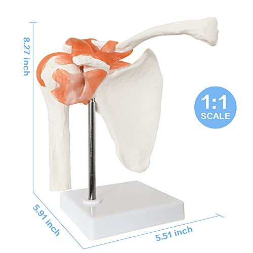 Image of Anatomical Shoulder Joint Model Medical Anatomy Skeleton, Human Body Shoulder Ligament Model Anatomy Replica of Norma Shoulder Joint for Doctors Office Educational Tool,
