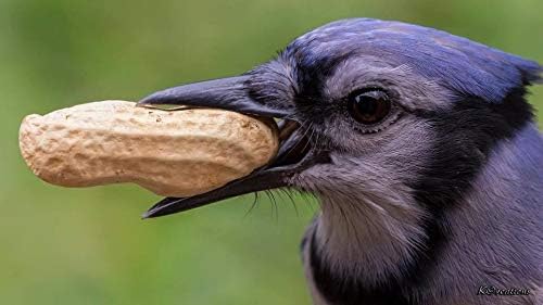 Miniatura 3 de Alimento para pájaros de maní (en la cáscara) - 10 lb (2-5 lb. Pkg.)