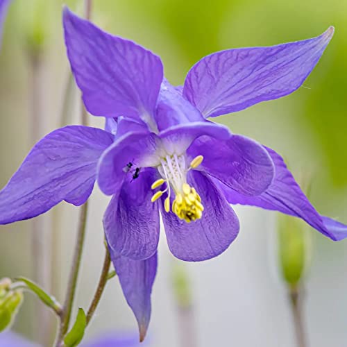 Purple Columbine Seeds Aquilegia Vulgaris Perennial Low Maintenance Cut Flower Attract Pollinators Deer & Rabbit Resistant Border Bed Outdoor 100Pcs Flower Seeds By Yegaol Garden #TOP1