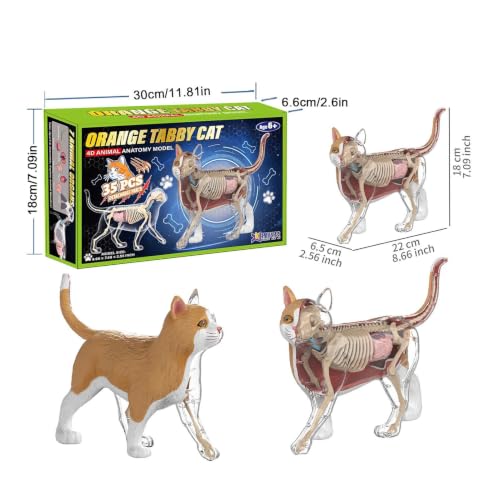 Modèle d'anatomie de chat cube pédagogique idéal pour les cours de sciences en classe