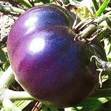 . 100pcs/pack Purple Cherry Tomatoes Balcony Fruits Vegetables Potted Potted Plant Tomato: 14