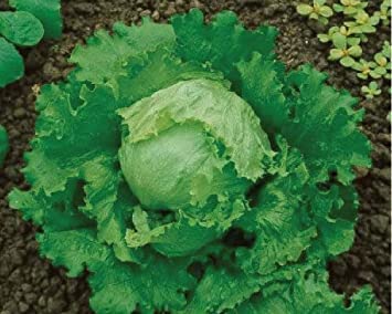 100 SEMI DI LATTUGA GRANDS LACS 118:Graines