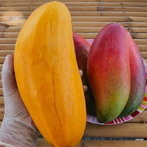 Image of Fast-Growing Thai Mahachanok Mango Plant - Enjoy Fresh Mangoes In No Time Fruit After 1.5-2 Years Hybrid 1 Healthy Live Plant (Grafted Plant, 2-3 Feet Height) PB 28