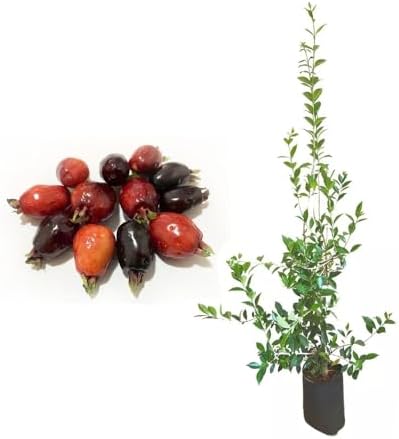 Muda de Cereja do Rio Grande 20 a 40cm AMK - Plantas Online