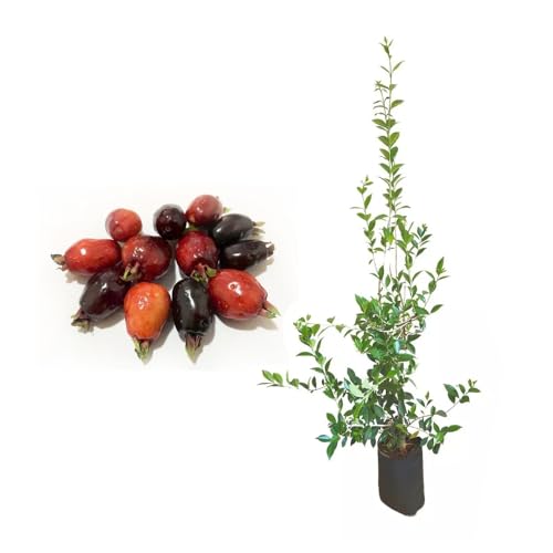 Genérico, Muda de Cereja do Rio Grande 20 a 40cm AMK - Plantas Online