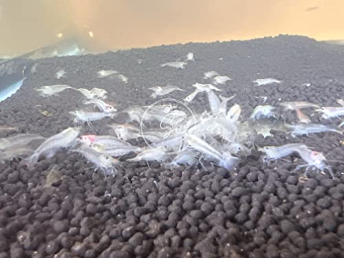 Image of Swimming Creatures Premium Neocaridina Shrimp - Freshwater Aquarium Shrimp (10, Premium Snowball)