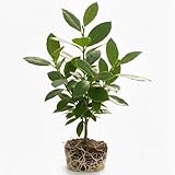 Bay Laurel Tree Live for Planting in 4-6 Inch Tall | Aromatic Bay Leaf Plant Live Herb | Live Bay Leaf Tree for Cooking | Ideal for Home Garden & Cooking Décor