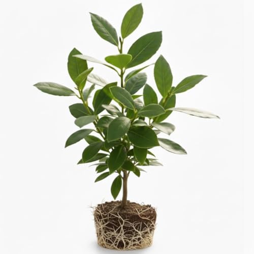 Bay Laurel Tree Live for Planting in 4-6 Inch Tall