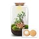 Urbanjngl Flaschengarten – Sven Bonsai mit Lampe