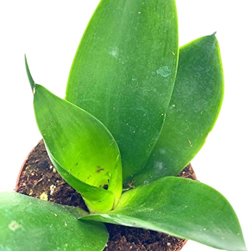 Black Dragon Snakeplant, All Green Snake Plant, Sansevieria Trifasciata, Well Rooted Healthy Beautiful Starter Succulent #TOP2