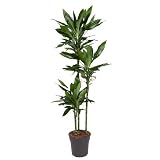 Drachenbaum – Dracaena Janet Lind 160cm – Ø24cm – Elegante Zimmerpflanze mit dunkelgrünen Blättern