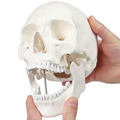 Axis Scientific Human Skull Model Life Size, 3-Part Medical Anatomical Skull Replica Includes Skull Cap With External And Interior Structures, Detailed Product Manual For Medical Students, Study #TOP10